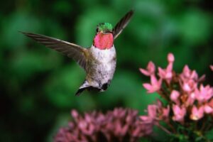 Broadtail Humming Bird867263101